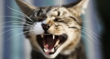 Câți dinți are pisica: diagrama maxilarului unei pisici adulte
